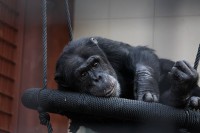/album/fotogalerie-zoo-dvorec-u-borovan-park-exotickych-zvirat/zoo-dvorec-u-borovan5-jpg/